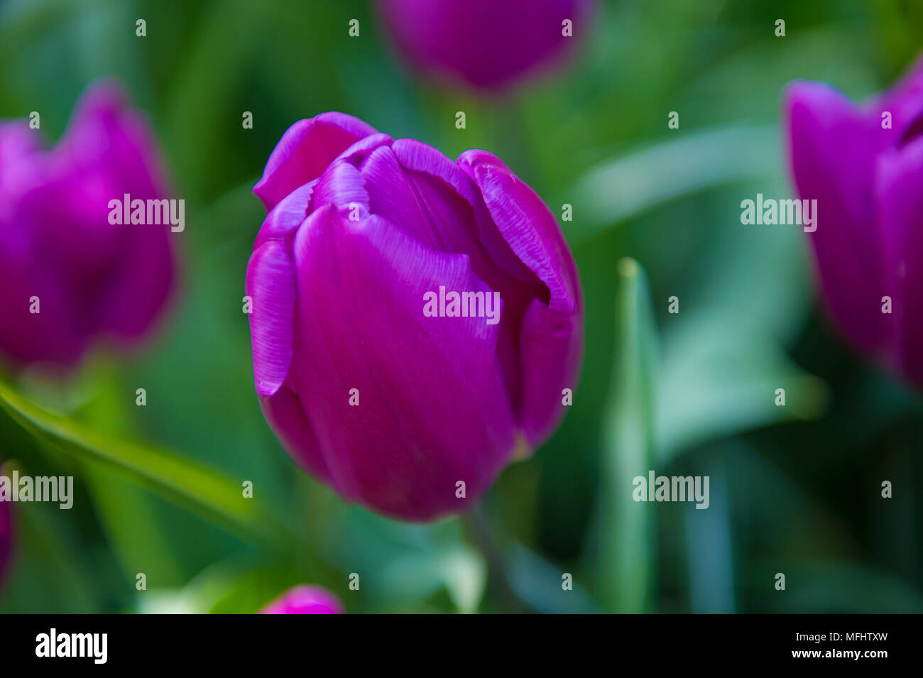Violet tulips in the Keukenhof park in Netherlands Stock Photo - Alamy