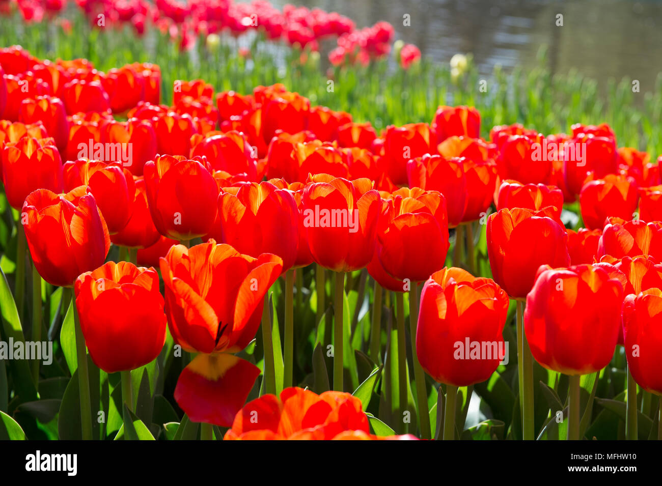 Beautiful Red tulips in the Keukenhof park in Netherlands Stock Photo ...