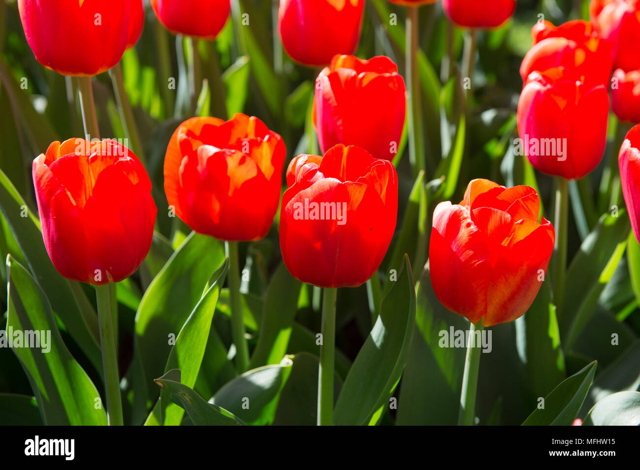 Beautiful Red tulips in the Keukenhof park in Netherlands Stock Photo ...