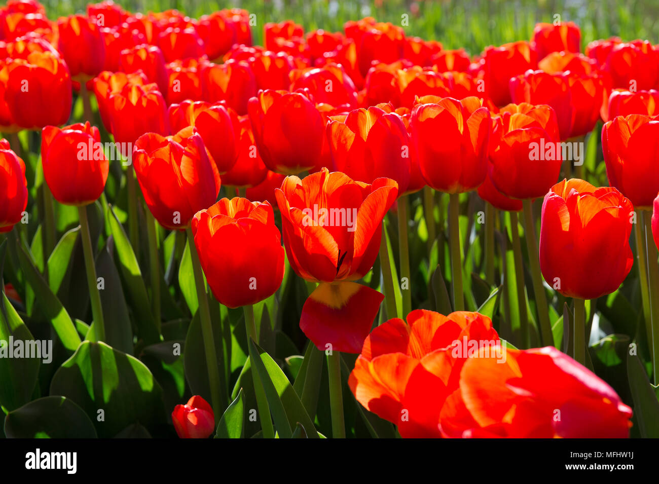 Beautiful Red tulips in the Keukenhof park in Netherlands Stock Photo ...