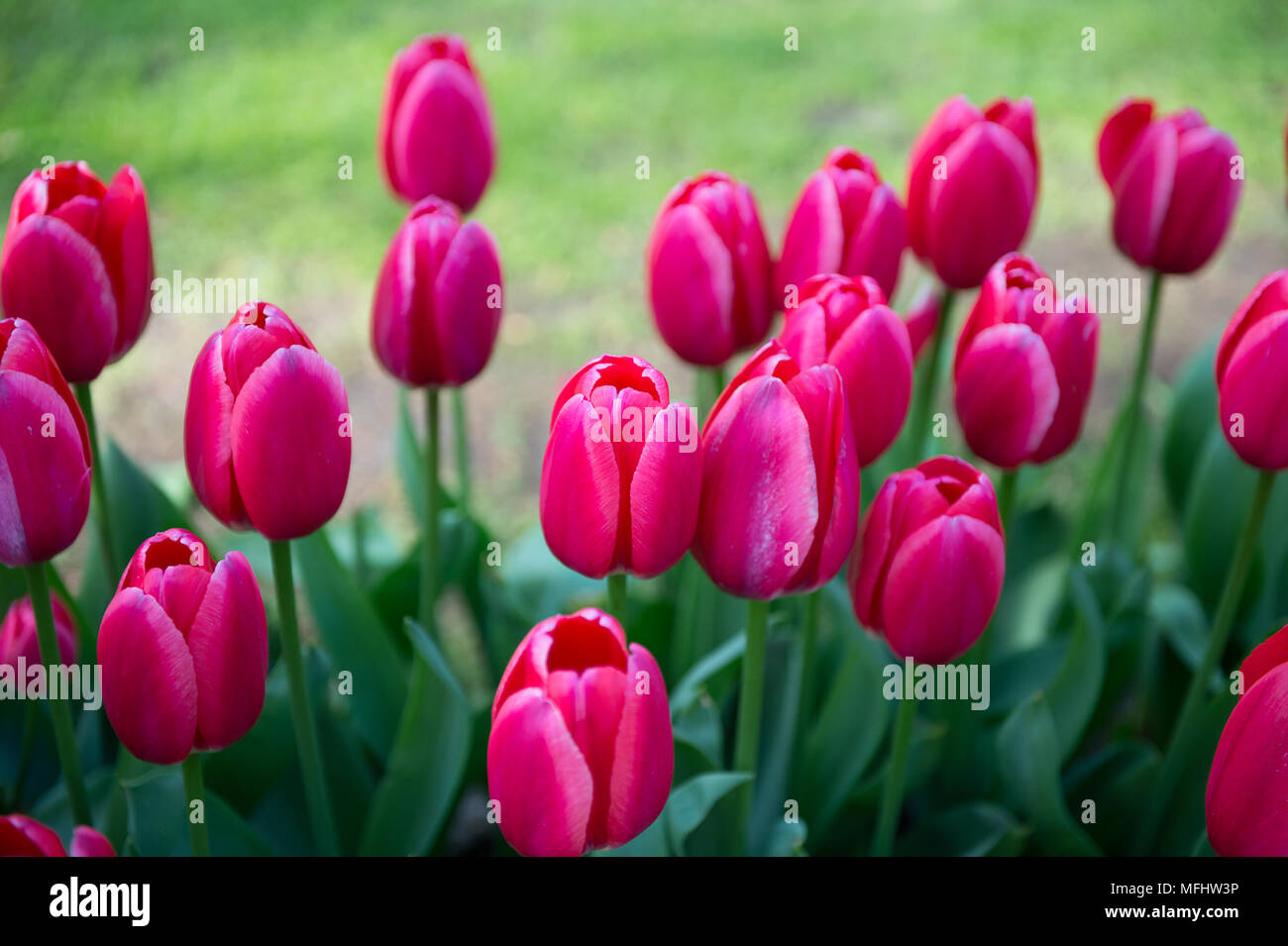Violet tulips in the Keukenhof park in Netherlands Stock Photo - Alamy