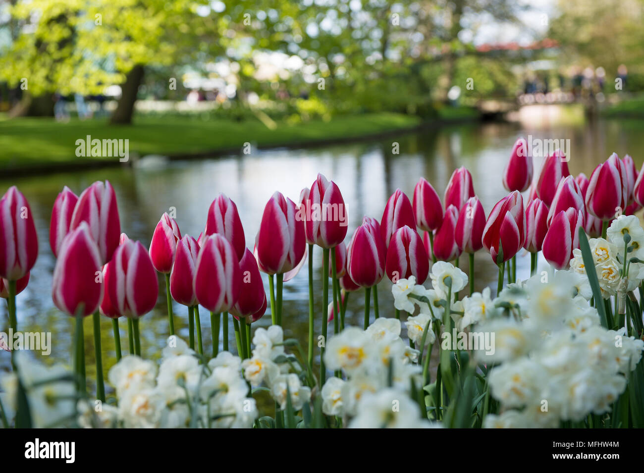 Pink and white tulips in the Keukenhof park in Netherlands Stock Photo ...