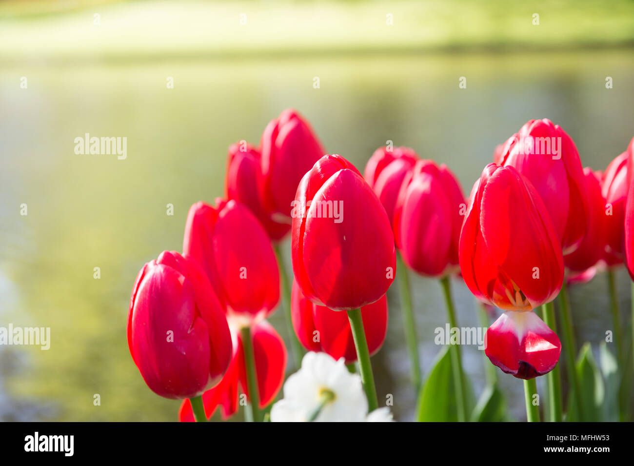Red tulips in the Keukenhof park in Netherlands Stock Photo - Alamy