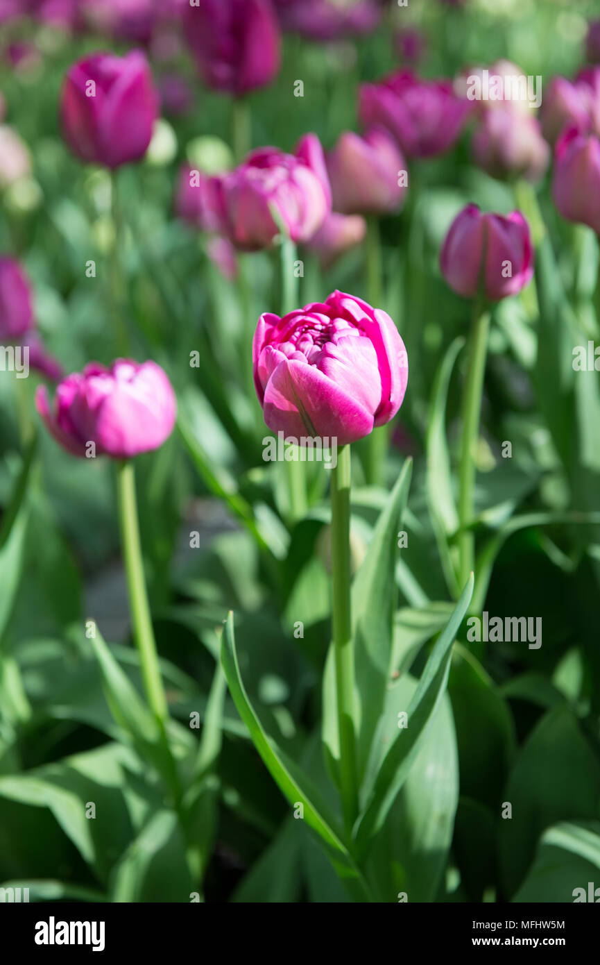 Beautiful tulips in the Keukenhof park in Netherlands Stock Photo - Alamy