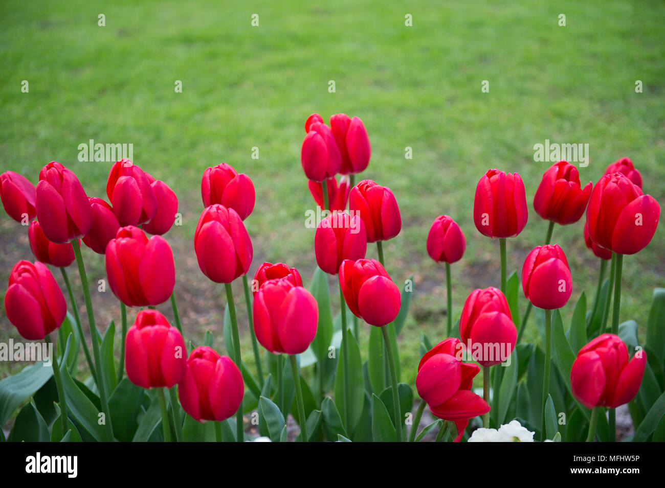 Red tulips in the Keukenhof park in Netherlands Stock Photo - Alamy