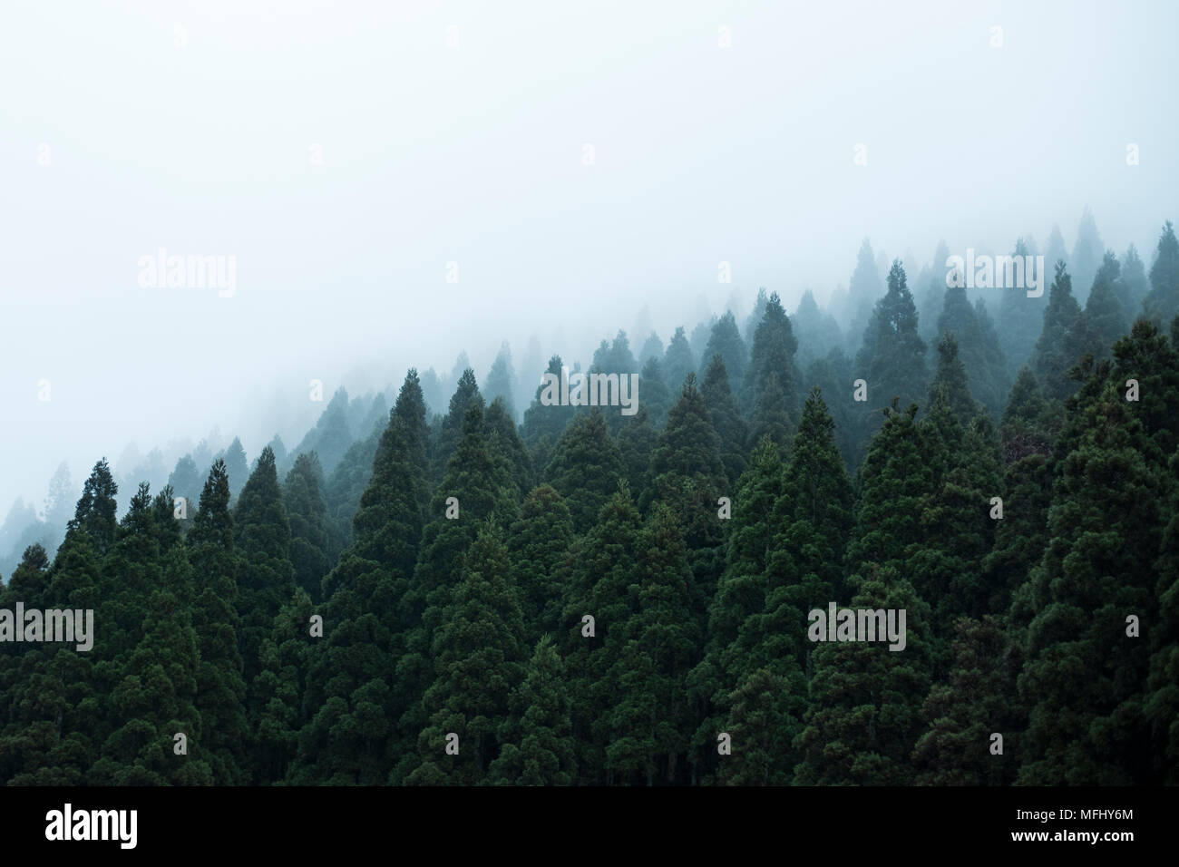 Dark creepy foggy forest hi-res stock photography and images - Alamy