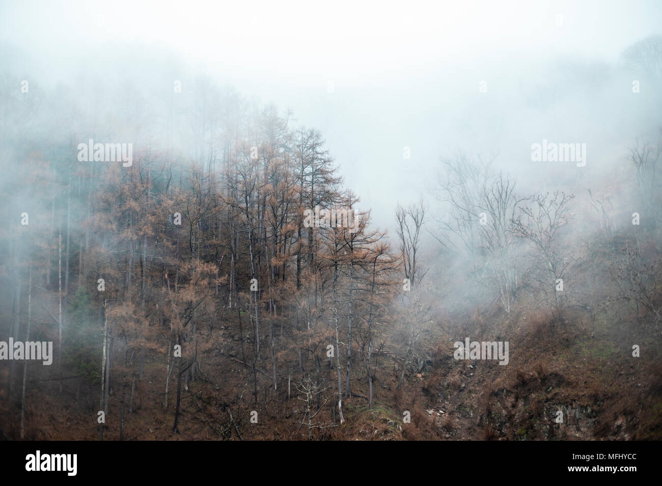 Foggy Mountainside with Bare Trees Stock Photo - Alamy
