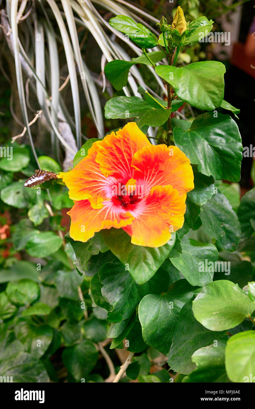 Hibiscus flower, a genus of the mallow family which grows in subtropical  regions of the World Stock Photo - Alamy