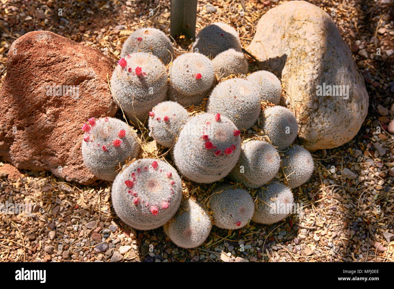 Silken pincushion cactus of Mexico - a cactus that now has vunerable status Stock Photo