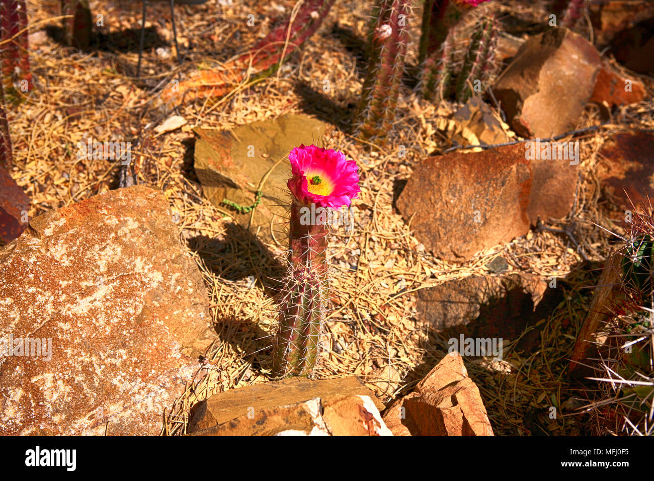 Flowering Lady Finger cactus Leonensis from Mexico Stock Photo Alamy