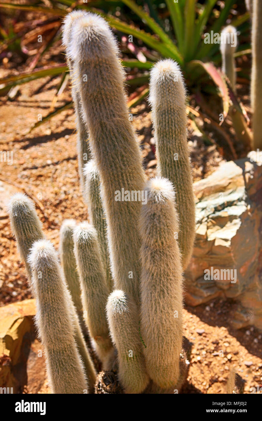 Silver Torch cactus of Bolivia/Argentina Stock Photo