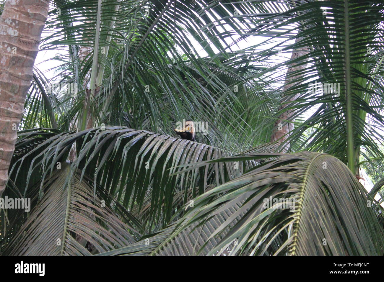 White faced capuchin monkey ( Cebus capucinus ), Montezuma, Costa Rica Stock Photo