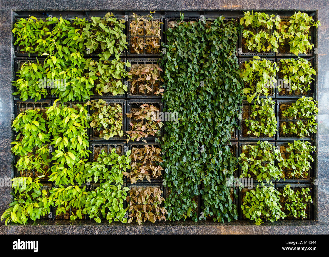 Indoor green wall also known as living wall or vertical garden Stock Photo