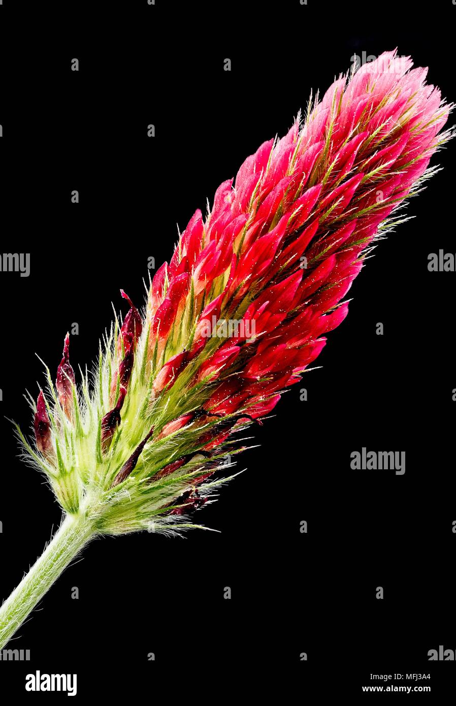Houston TX USA - 02/27/2018  -  TX Red Wild Flower photo stacked using 35 images Stock Photo