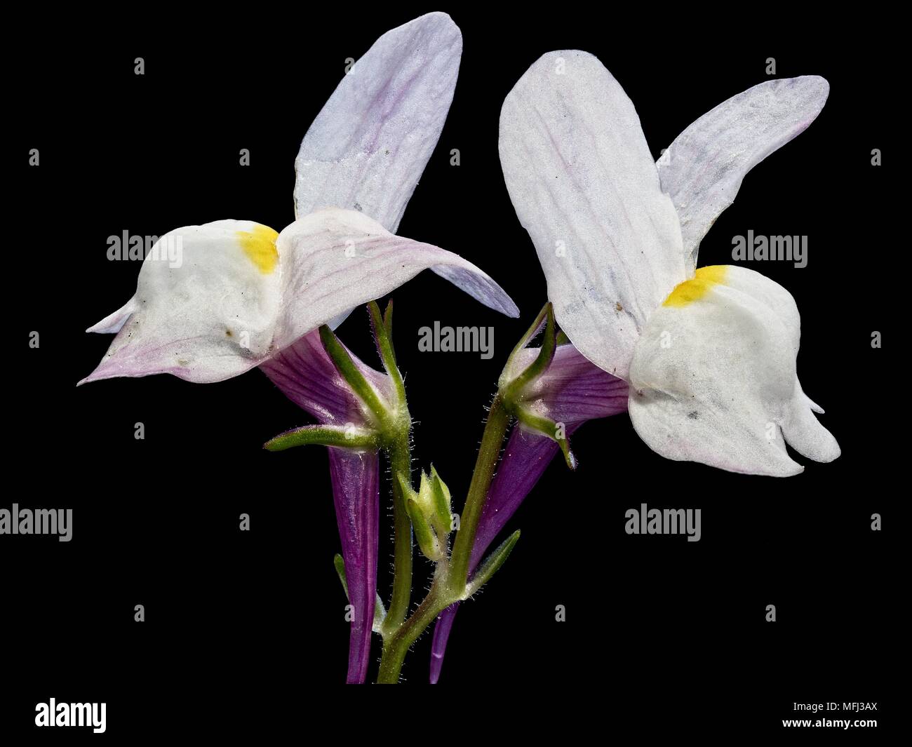 Houston TX USA 03/01/2018 TX Wild Flowers White 1 photo stacked