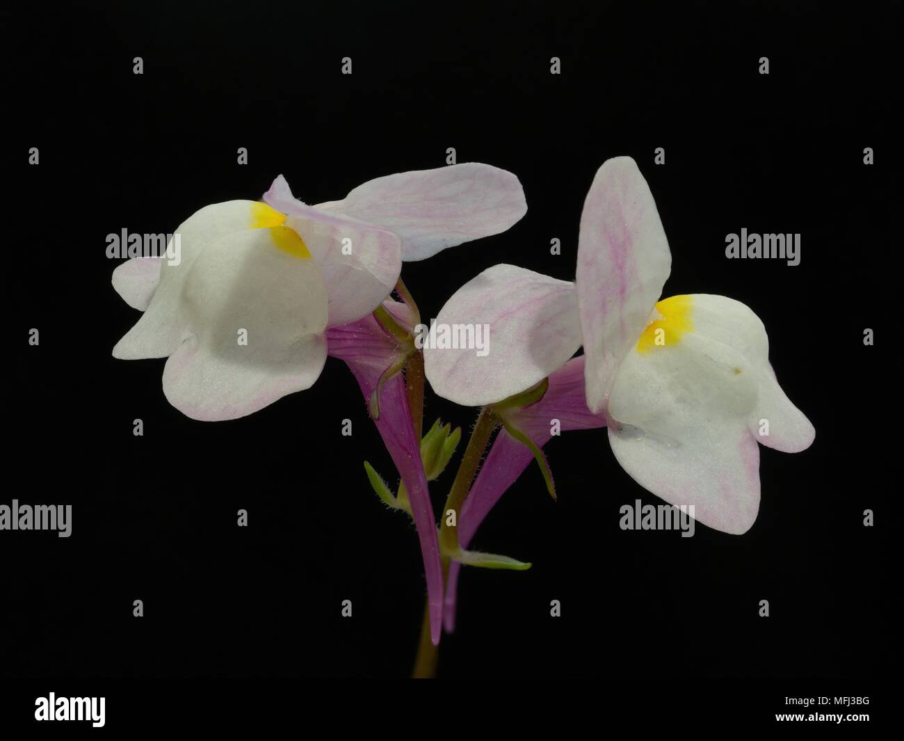 Houston TX USA 02/27/2018 TX Wild Flowers White 3 photo stacked