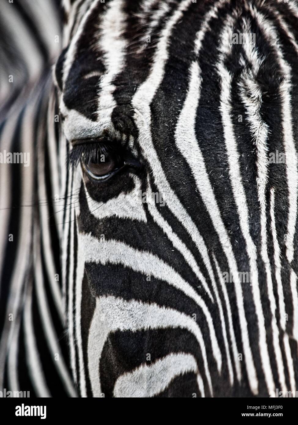 Zebra's Face & Eye Close-Up when at the Houston Zoo Stock Photo