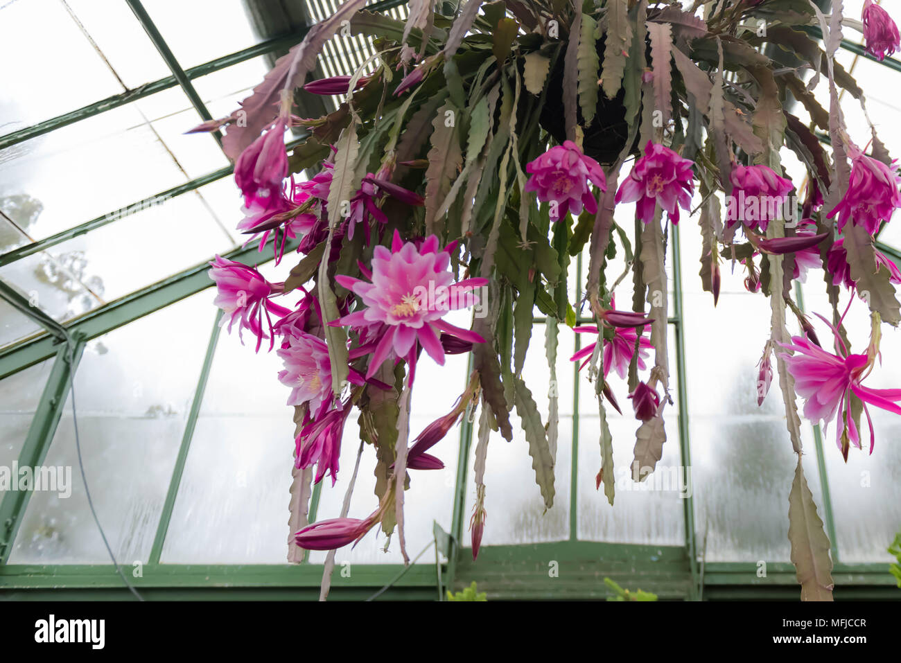 Niagara falls hanging basket in the floral garden Stock Photo Alamy