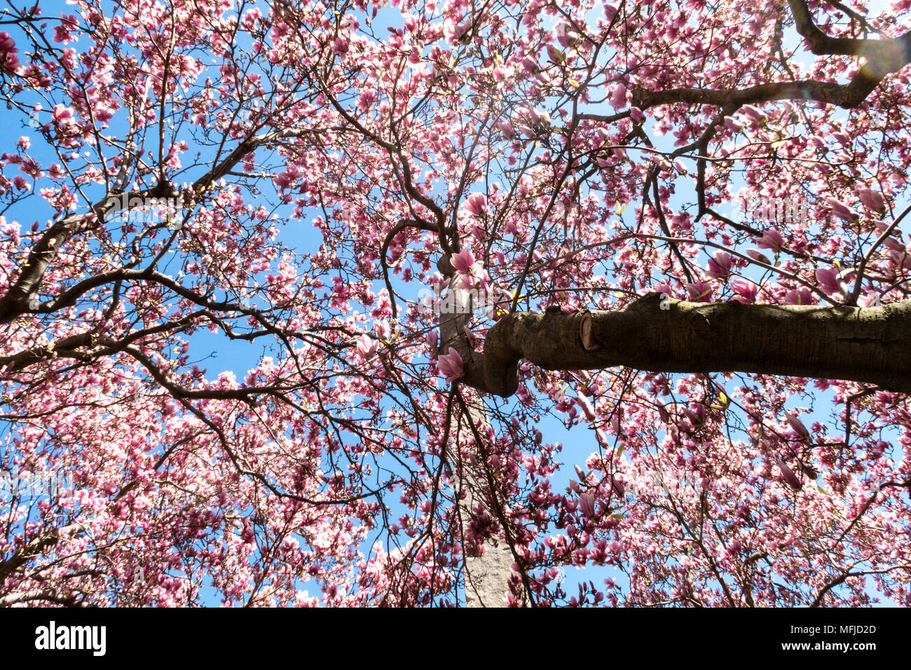 Magnolia Trees Blooming in Central Park at Springtime, NYC, USA Stock