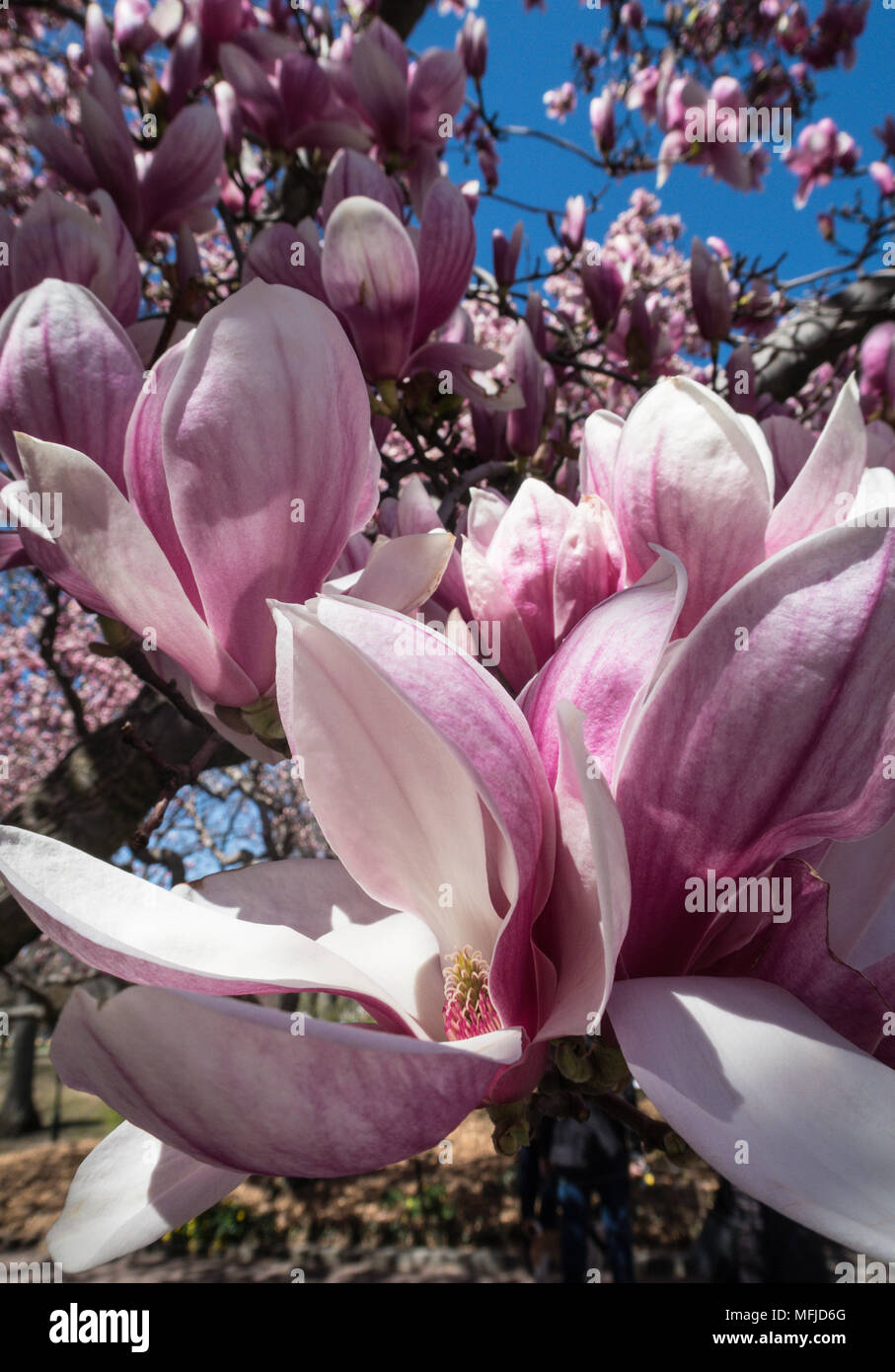 Magnolia Trees Blooming in Central Park at Springtime, NYC, USA Stock