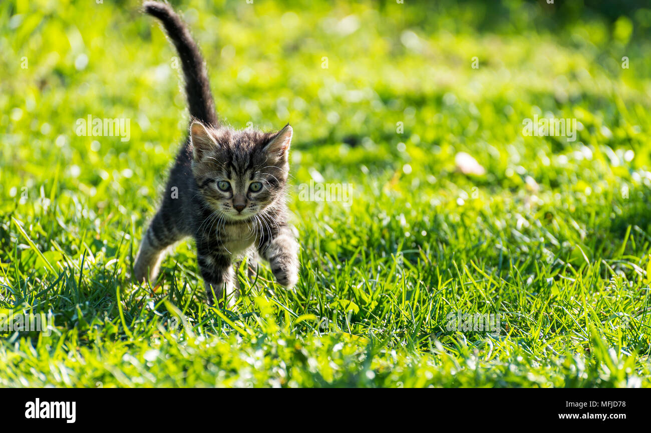 tabby kitten in the green grass outdoors portrait Stock Photo - Alamy