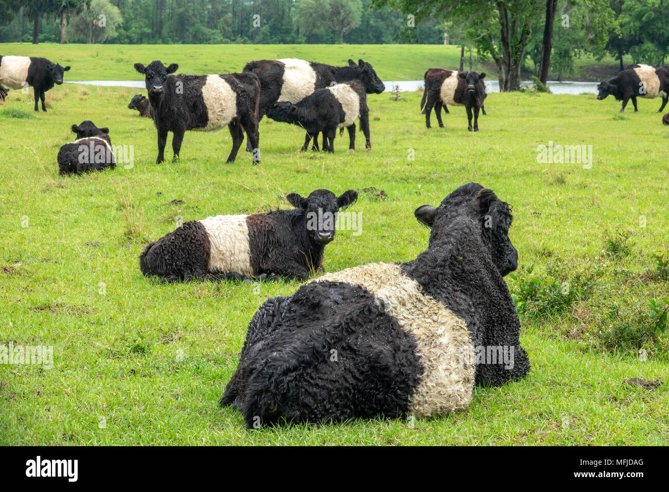 Belted Galloway cattle herd in lush green pasture.  'Belties are a Celtic breed of shaggy coated cattle. The white belt is a dominant genetic trait Stock Photo