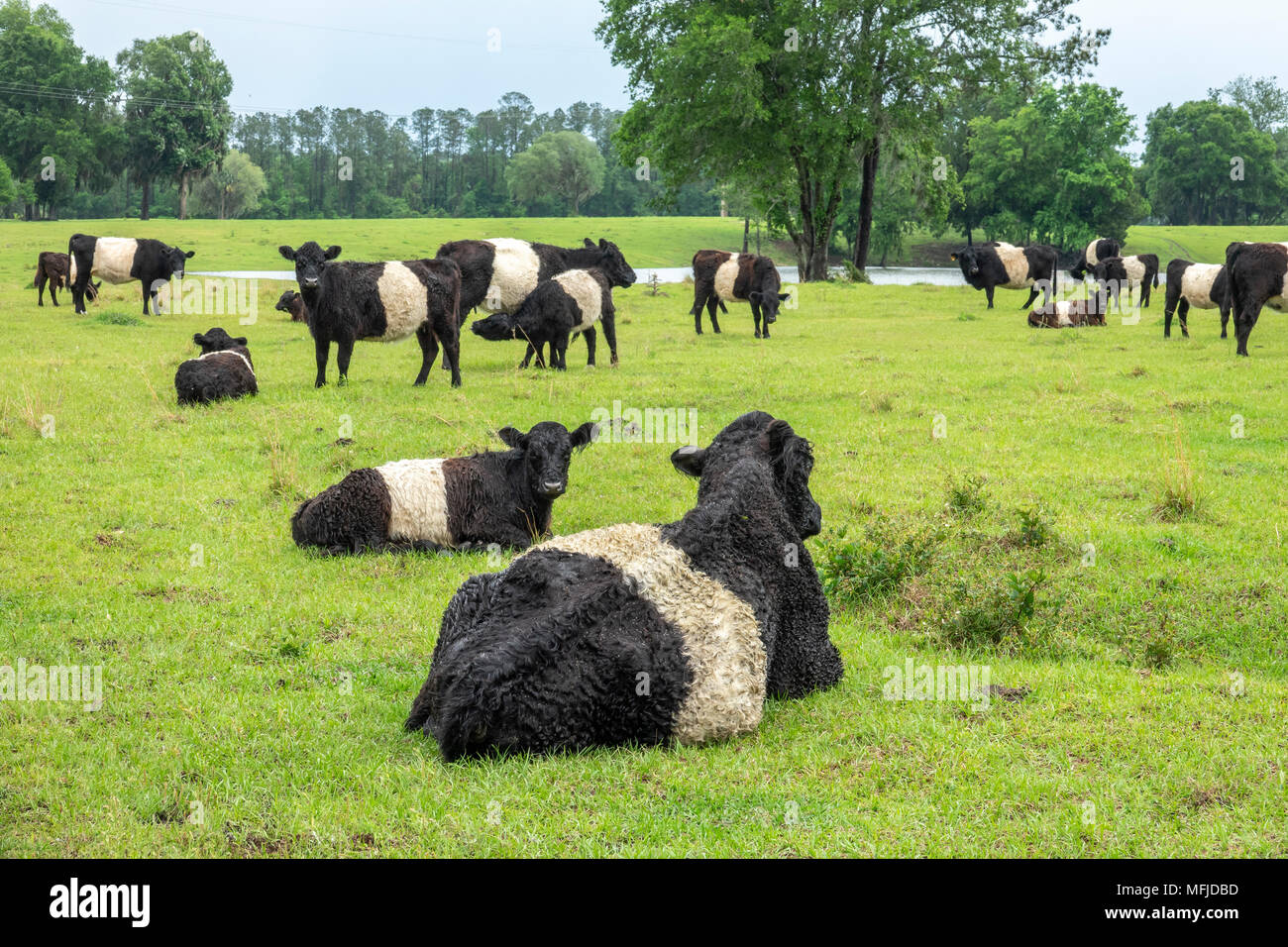 Belted Galloway cattle herd in lush green pasture.  'Belties are a Celtic breed of shaggy coated cattle. The white belt is a dominant genetic trait Stock Photo