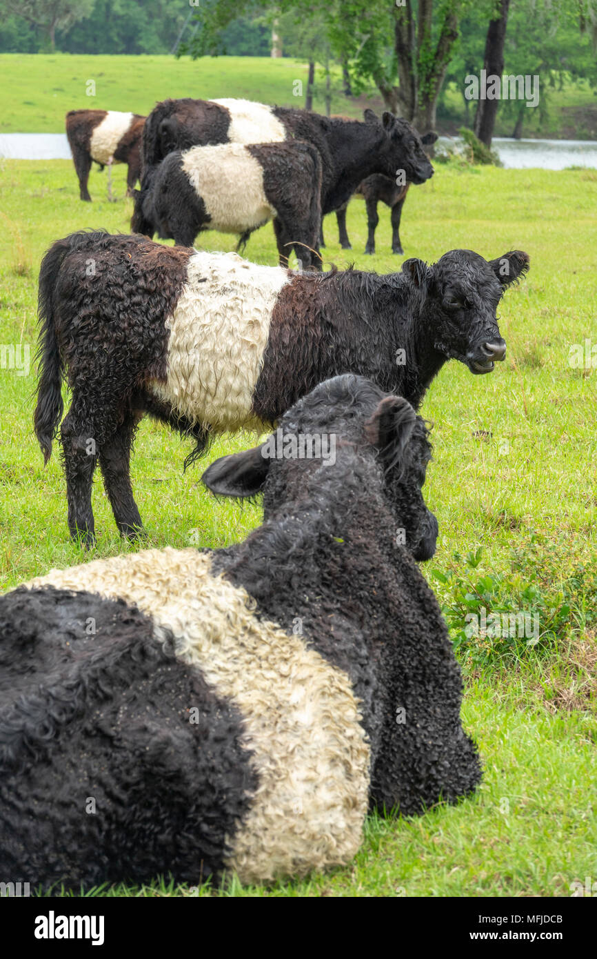 Belted Galloway cattle herd in lush green pasture.  'Belties are a Celtic breed of shaggy coated cattle. The white belt is a dominant genetic trait Stock Photo