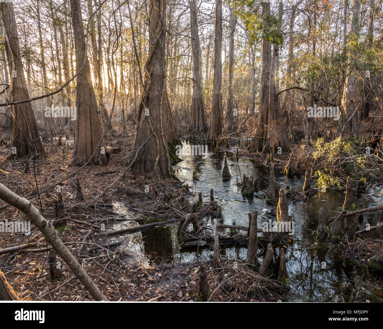 Cypress trees and slough at Indian Lake, Silver River Springs Forest Stock Photo