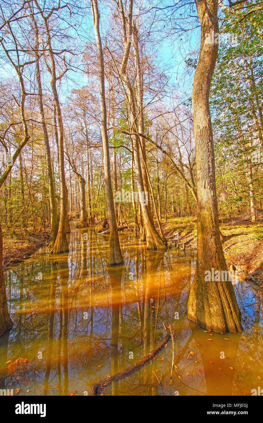 Colorful Backwater Forest in Congaree National Park in South Carolina Stock Photo