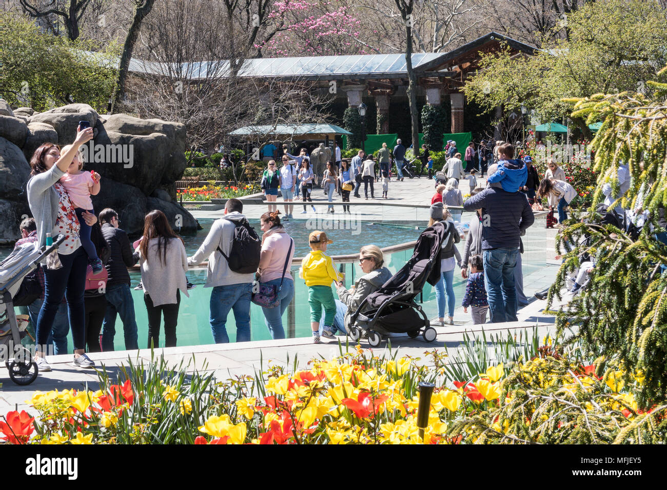 Parents and Children Enjoying the Sea Lion Pool in Central Park Zoo