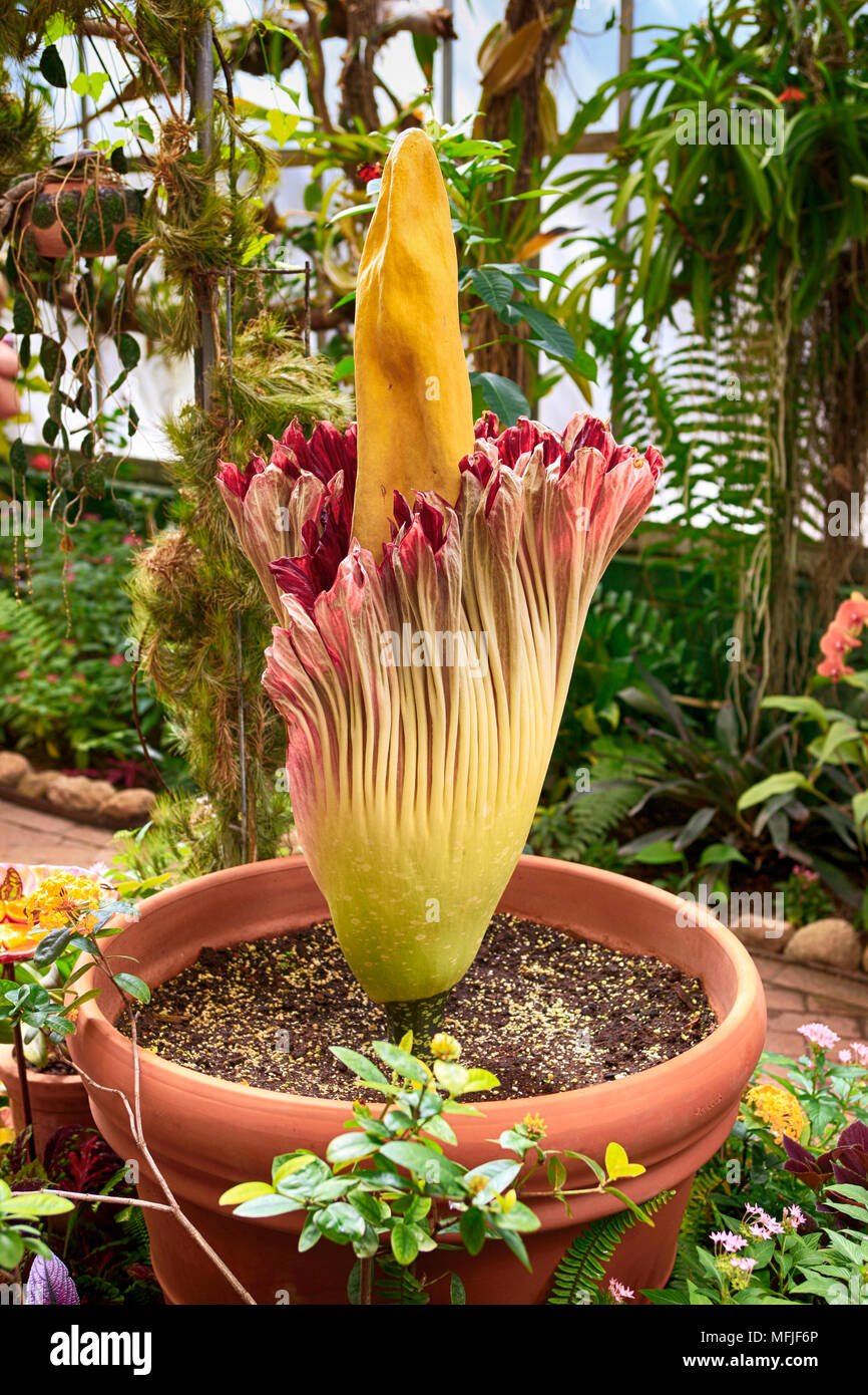 Rare blooming Corpse flower also known as the titan arum at the Tucson Botanical gardens in Arizona Stock Photo