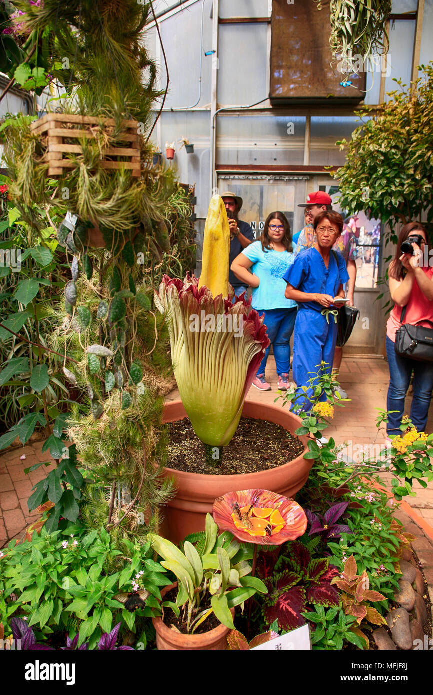 Rare blooming Corpse flower also known as the titan arum at the Tucson Botanical gardens in Arizona Stock Photo