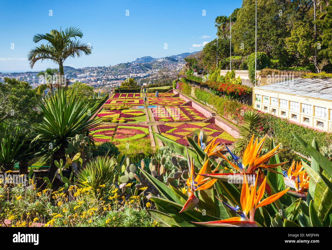 Formal garden with Bird of Paradise flowers, Madeira Botanical gardens (Jardim Botanico), Funchal, Madeira, Portugal, Atlantic, Europe Stock Photo
