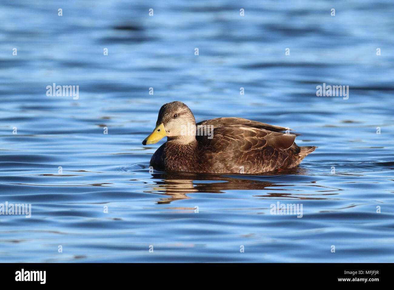 A male American Black Duck Anas rubripes swimming on a blue pond Stock Photo