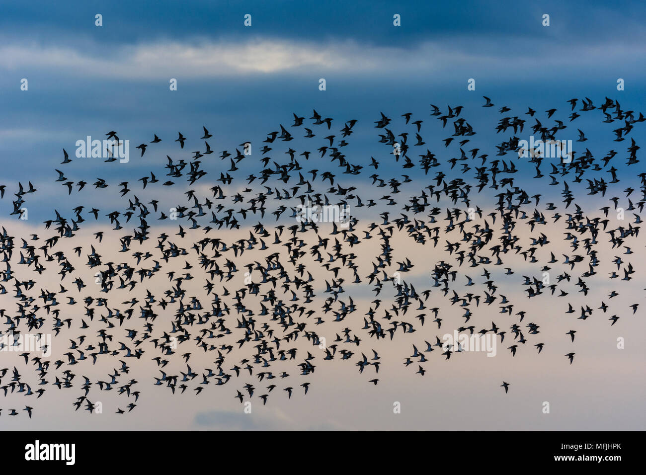 Knot (Calidris canutus) flock, in flight, at sunset in March, Isle of Sheppey, Kent, England, United Kingdom, Europe Stock Photo