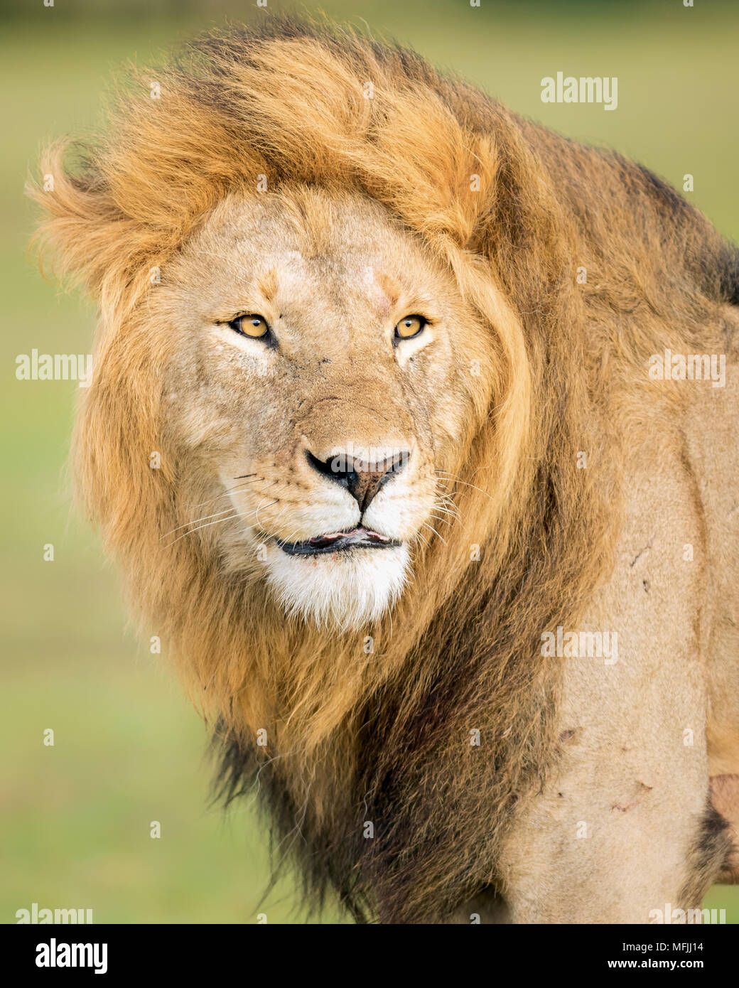 Male lion (Panthera leo), Masai Mara, Kenya, East Africa, Africa Stock ...