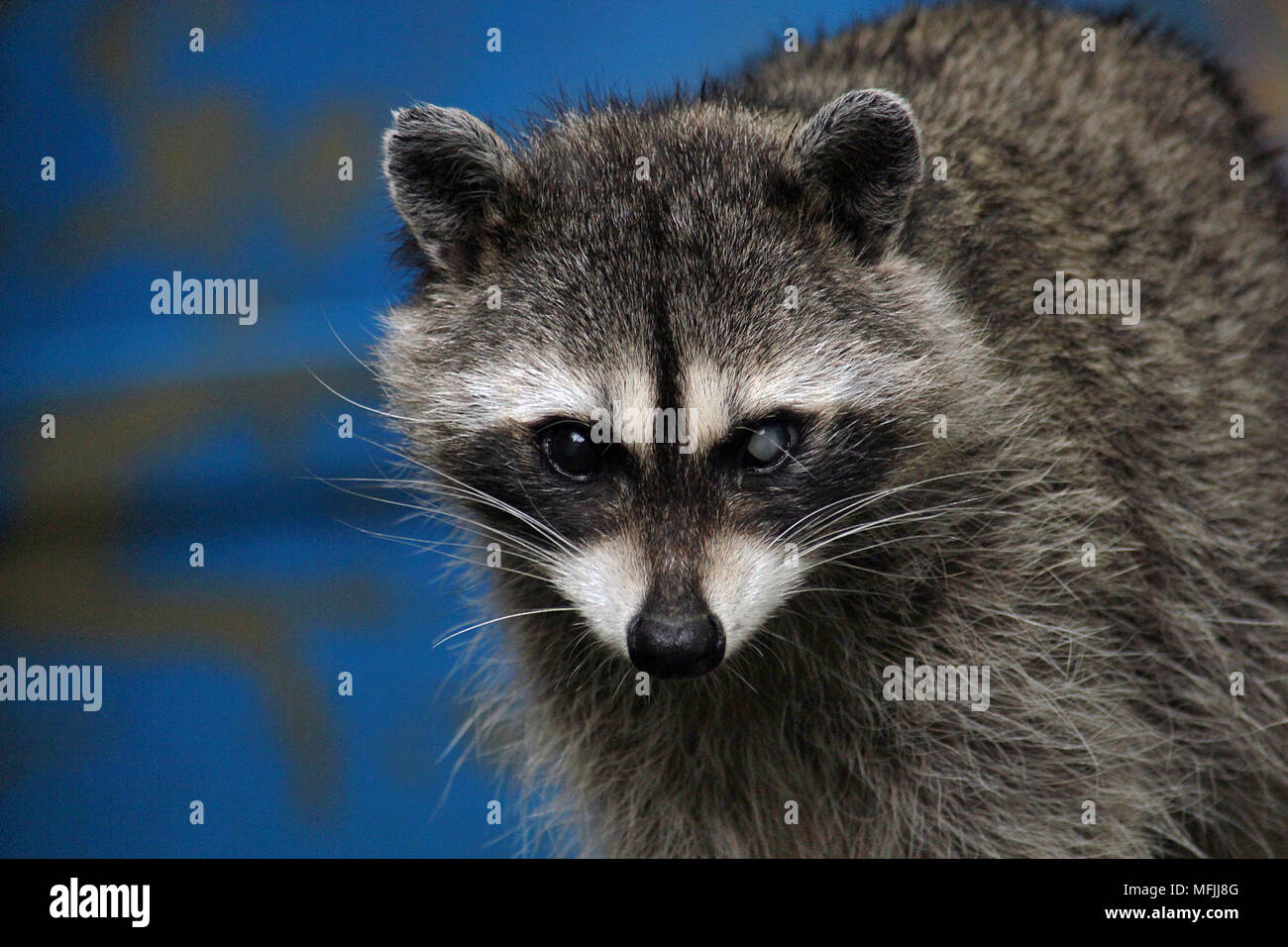 Urban Raccoon (Procyon lotor) with an injured eye in a back yard in Nanaimo, British Columbia. Stock Photo