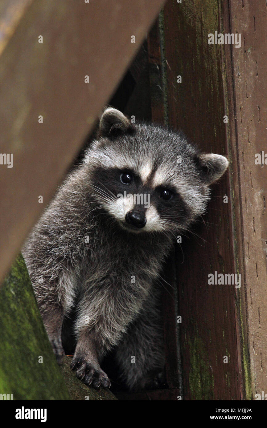 Baby raccoon (Procyon lotor) peaking out from around a deck in a yard in Nanaimo, British Columbia. Stock Photo