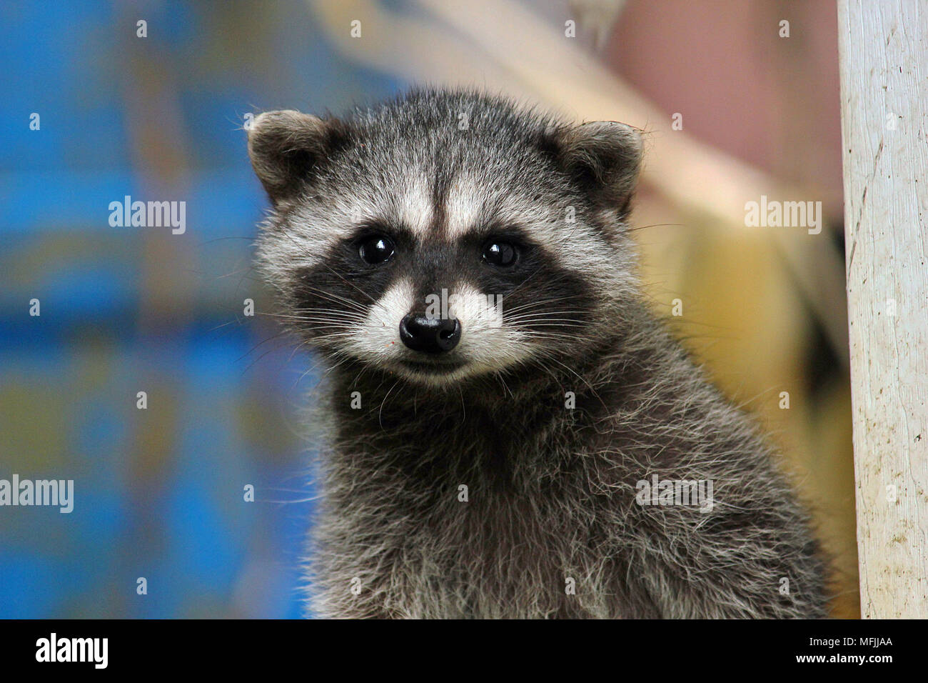 Baby raccoon (Procyon lotor) in a back yard in Nanaimo, British Columbia. Stock Photo