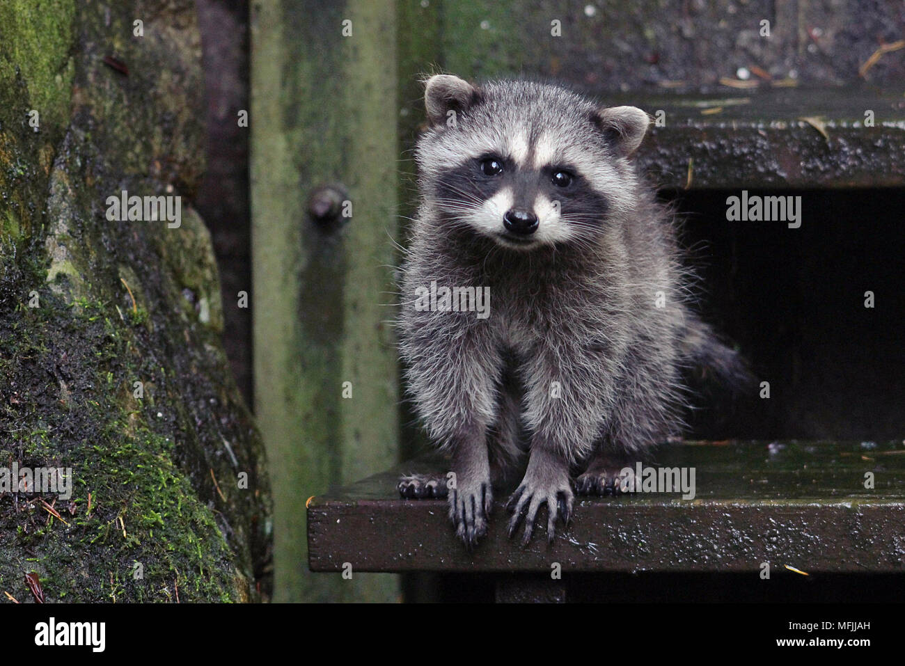 Baby raccoon (Procyon lotor) sitting on a step in a back yard in Nanaimo, British Columbia. Stock Photo