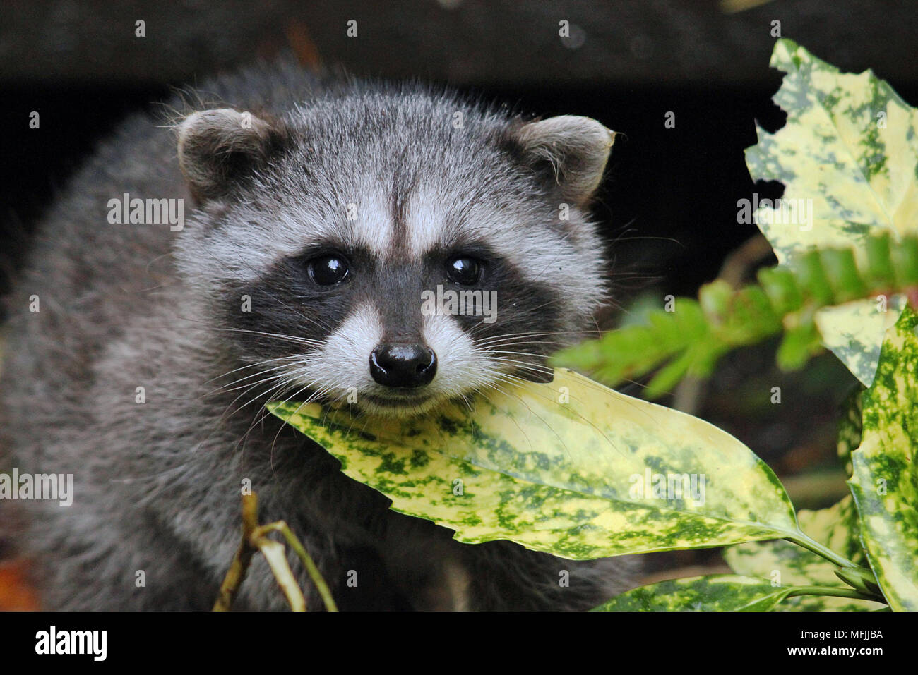 Baby raccoon resting its face on a leaf in a back yard in Nanaimo, British Columbia. Stock Photo