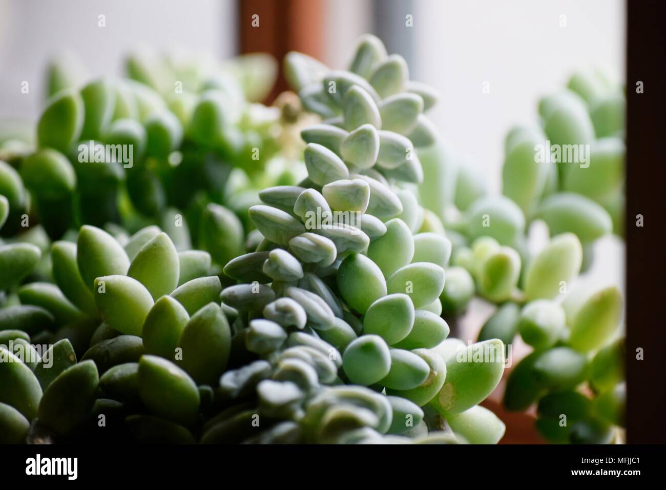 A macro image of a green succulent plant in natural light by a window Stock Photo