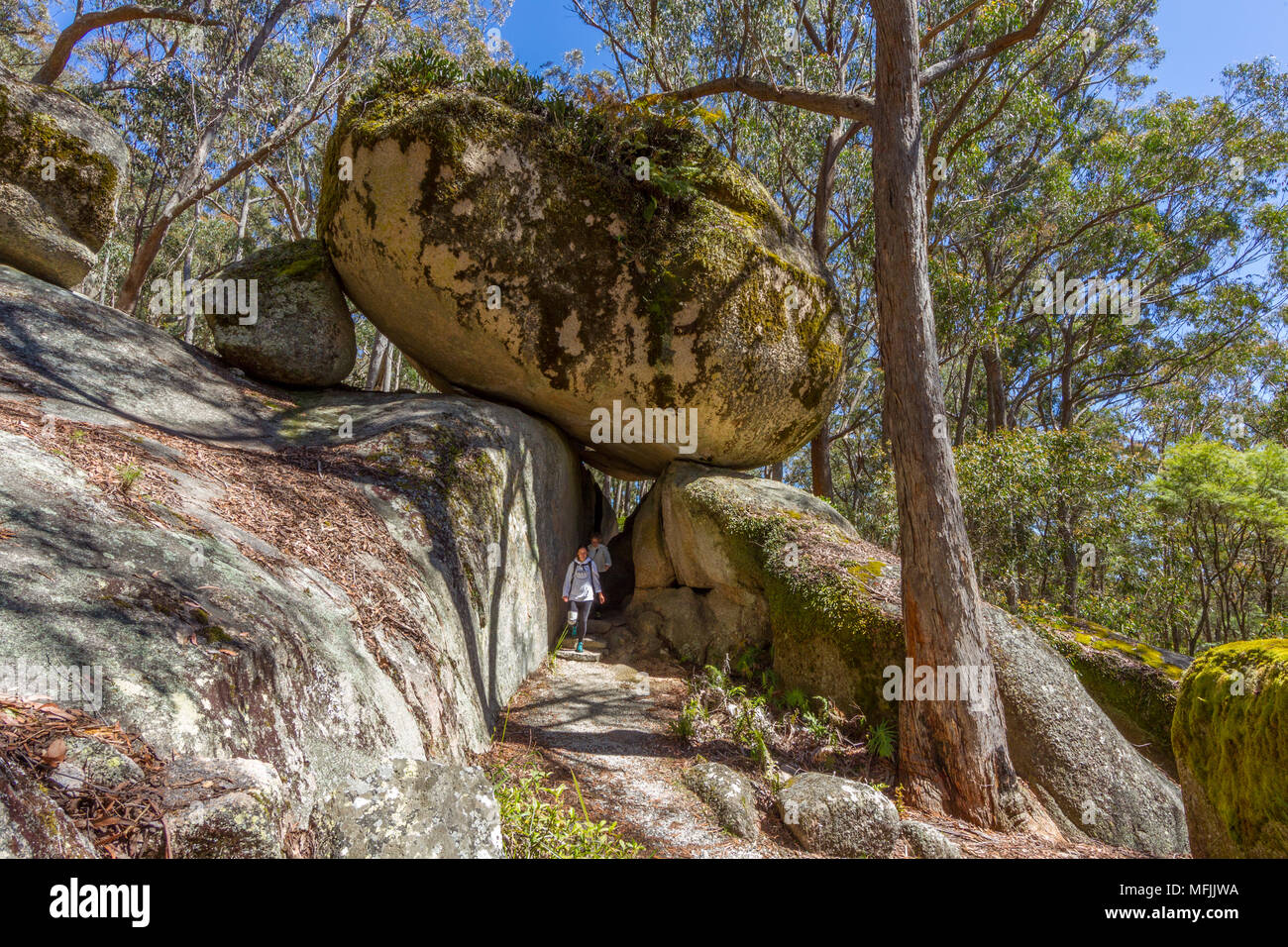 Bald Rock National Park is a national park in northern New South Wales, Australia, just north of Tenterfield, on the Queensland border. The border pas Stock Photo