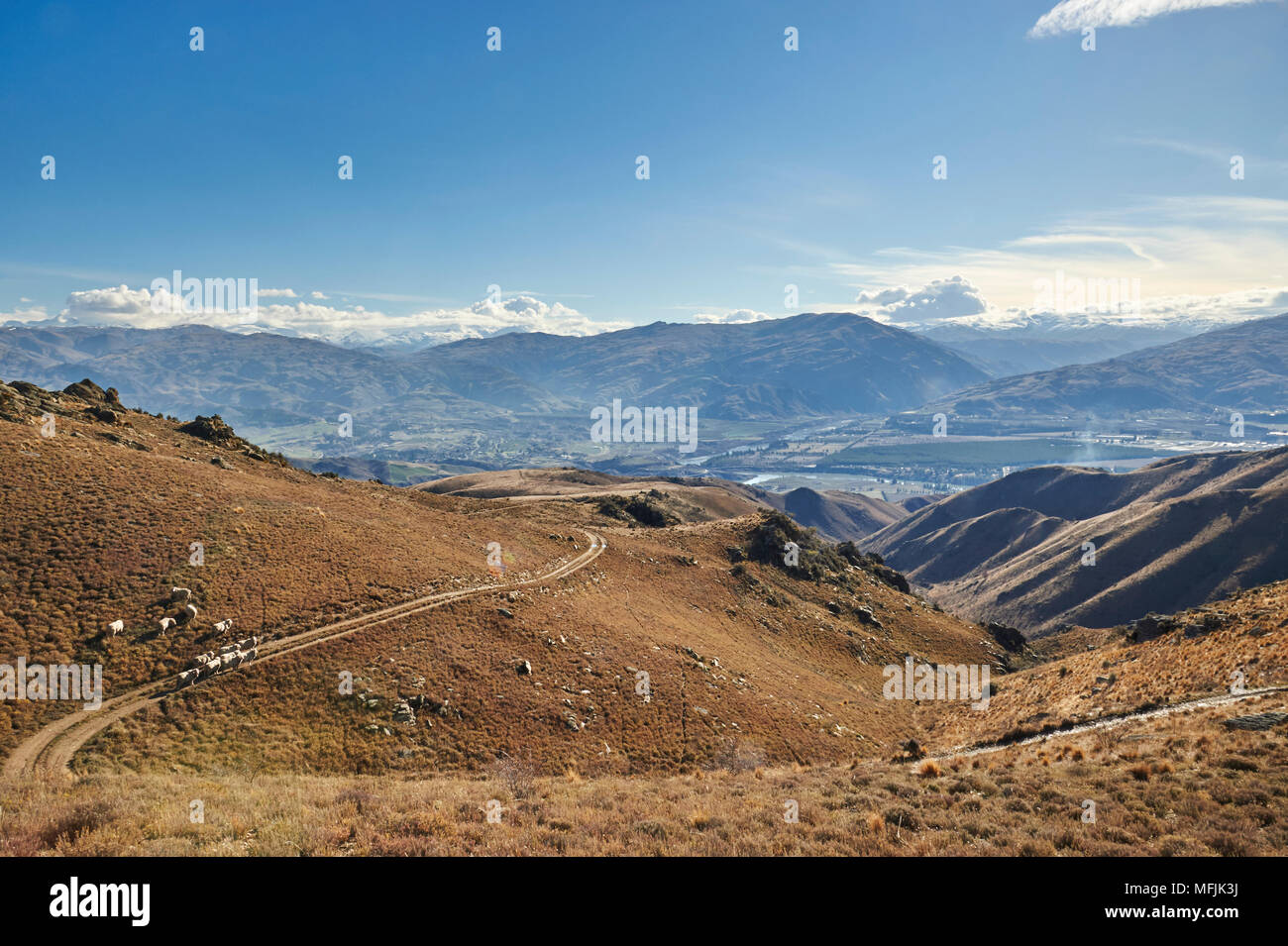 Sheep graze hillsides overlooking Cromwell with gold-mining excavations beyond, Otago, South Island, New Zealand, Pacific Stock Photo