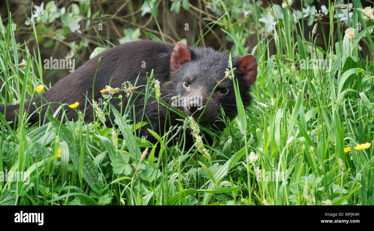 Tasmanian Devil in long grass, Tasmania, Australia, Pacific Stock Photo