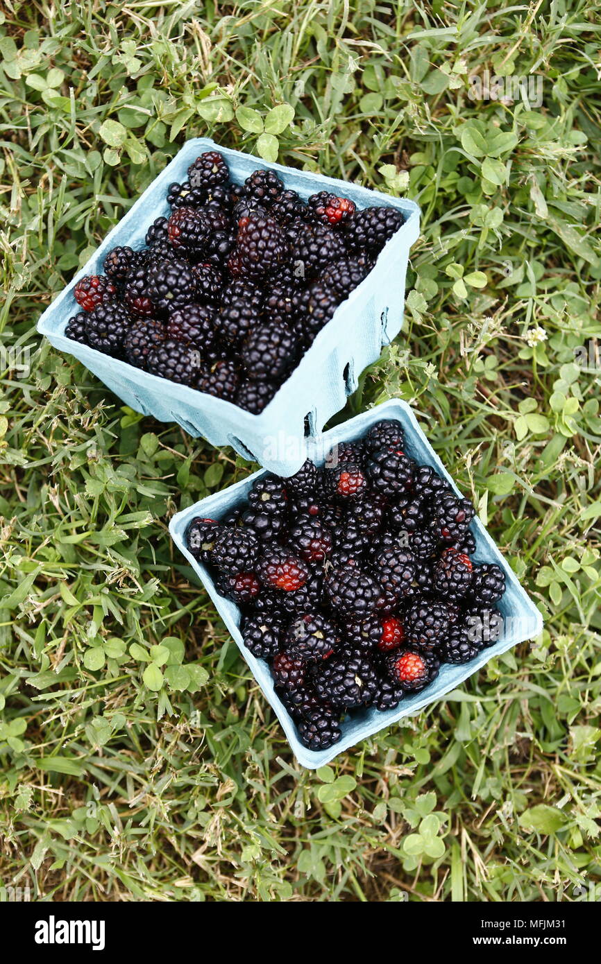 Container of blackberries hi-res stock photography and images - Alamy