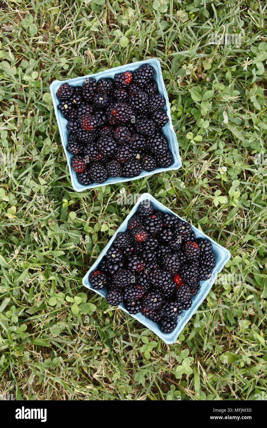 Fresh blackberries at a farm in Rogers, Arkansas. Stock Photo