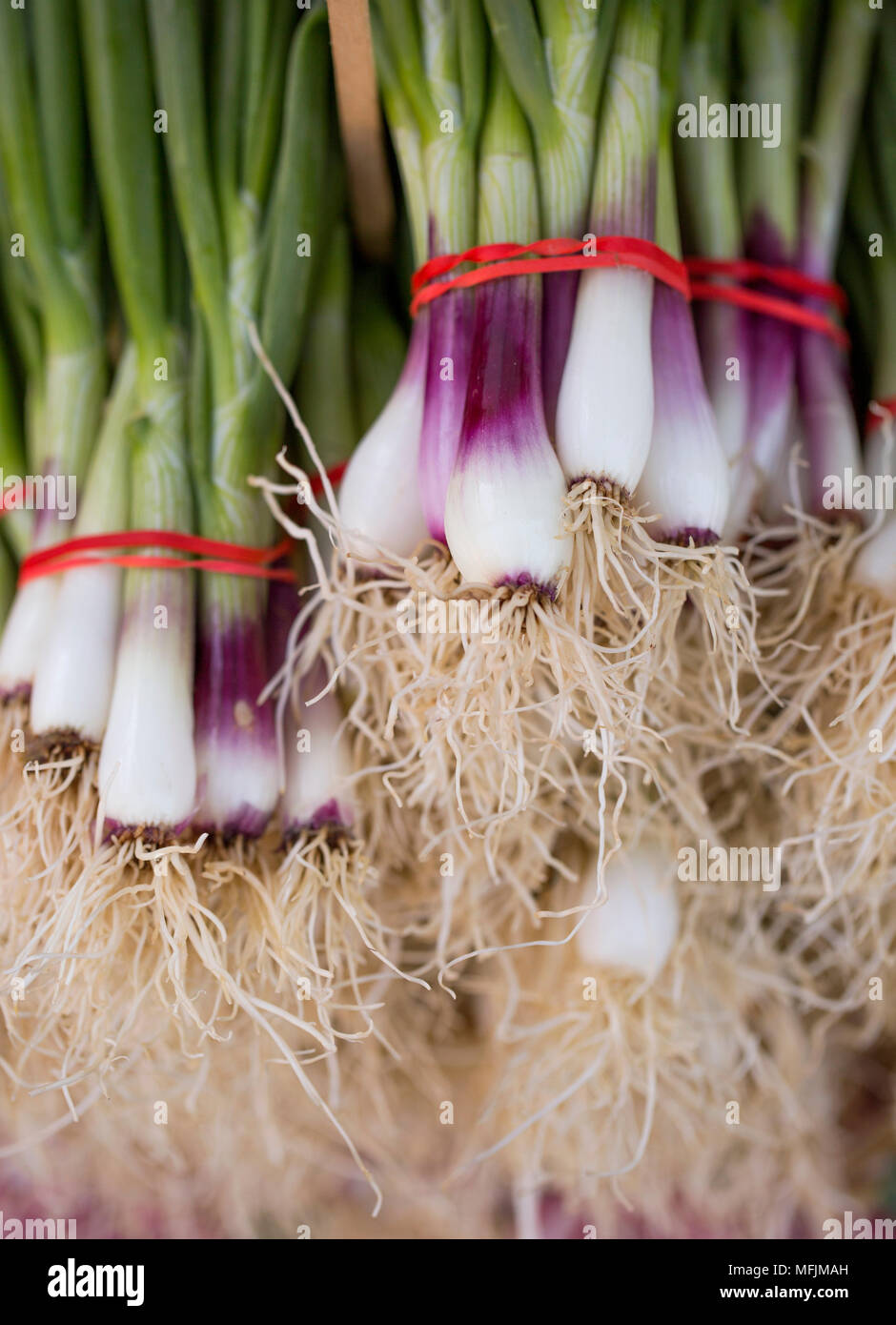 Bunches of green onions hi-res stock photography and images - Alamy