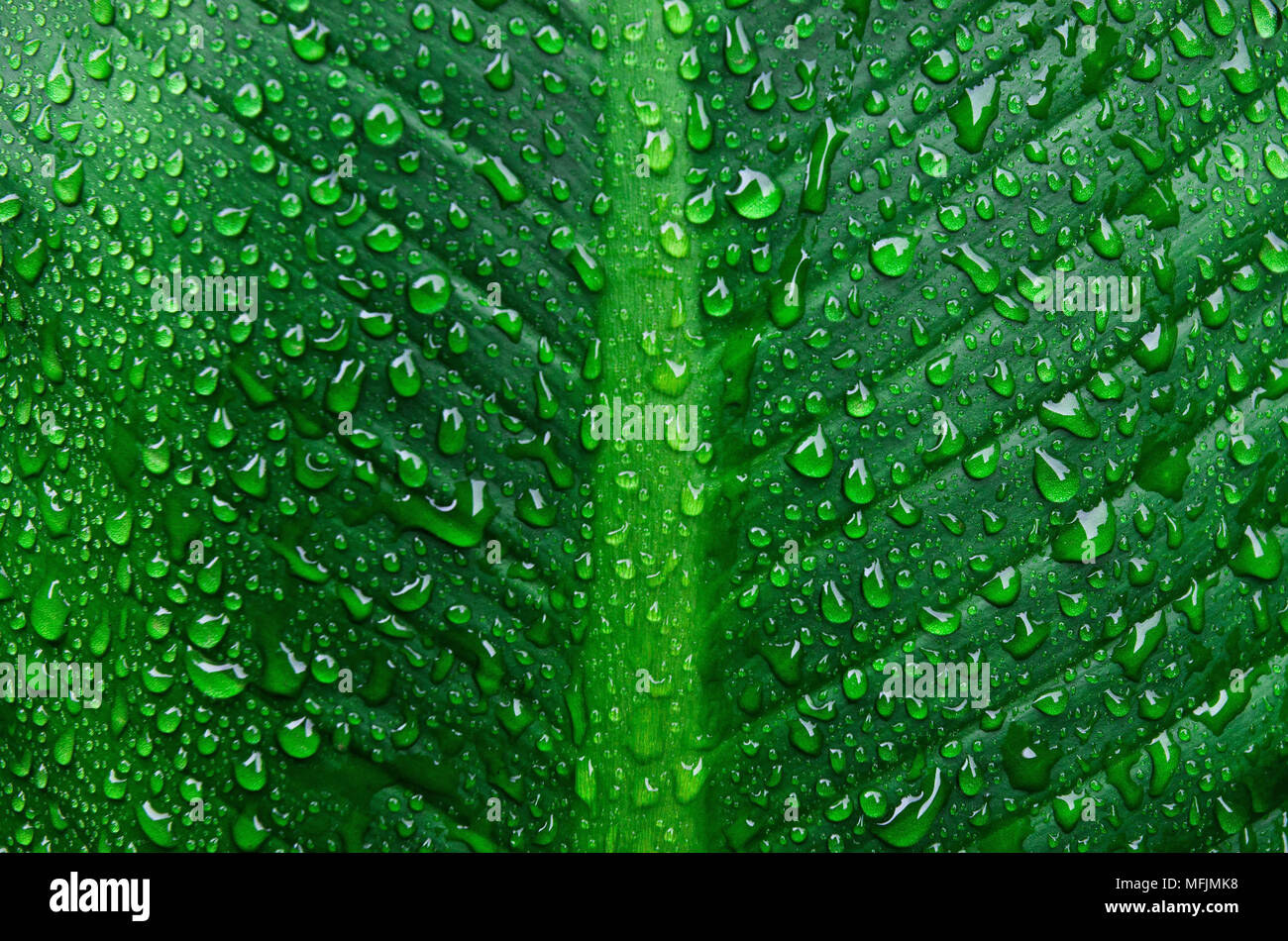 Close-up of green leaves and sundew on the leaf, Abstract background of green leaf with droplets and drop of dew. Stock Photo